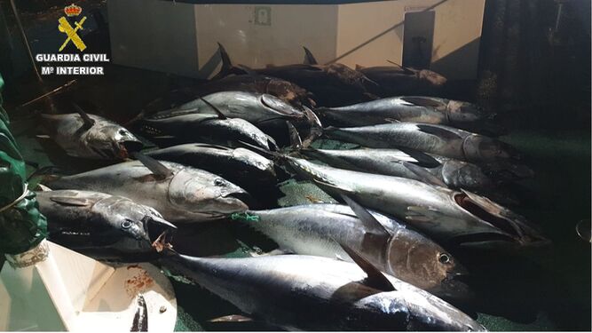 Los atunes rojos intervenidos en un pesquero en Tarifa