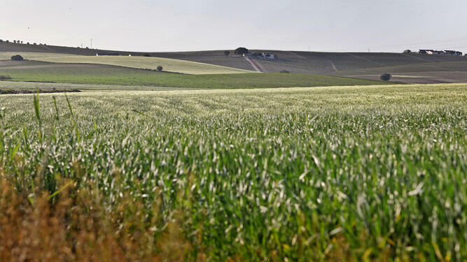 Superficie sembrada de trigo en la zona norte de Jerez, con el cereal espigado pese a su escaso desarrollo.