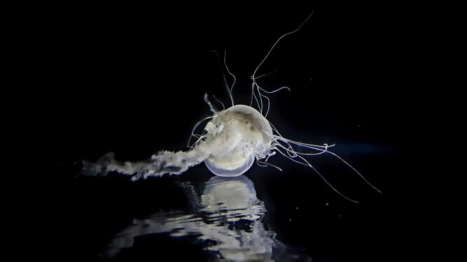 Dos ejemplares de medusa retroiluminadas en un acuario.