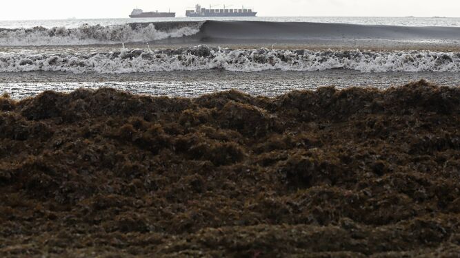 Algas invasoras en la playa de Getares