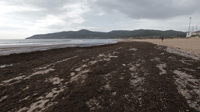 La playa de Getares, cubierta de algas invasoras