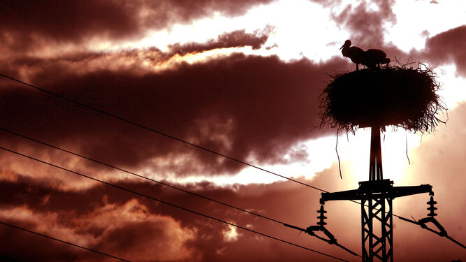 Un nido de cigüeña sobre un tendido eléctrico.