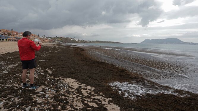 La orilla de la playa de Getares, cubierta de nuevo por el alga invasora rugulopteryx okamurae tras el &uacute;ltimo temporal de levante.