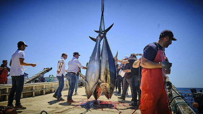 Una levantá en esta temporada de captura de atún rojo