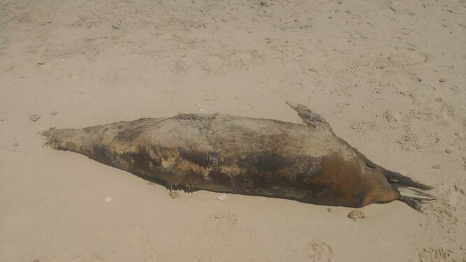 Imagen de los restos del delfín hallado en la playa .