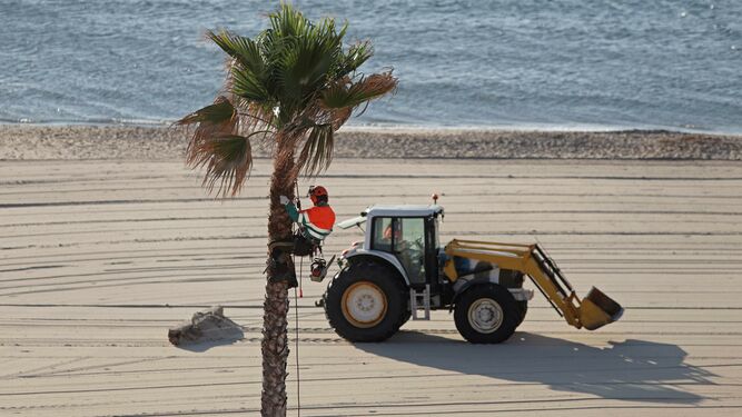 Tareas de acondicionamiento de la playa de Getares en Algeciras.