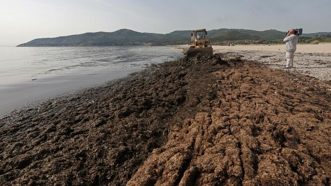 Una excavadora recoge algas acumuladas en la playa de Getares.