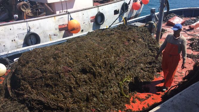 Una barcaza de la almadraba de Tarifa llena de algas.
