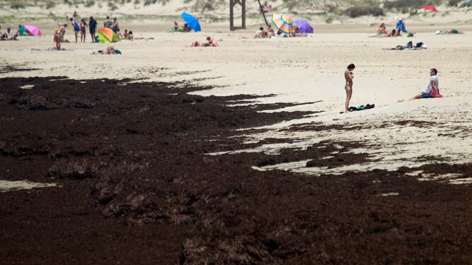 La orilla de una playa de Tarifa, cubierta del alga invasora.