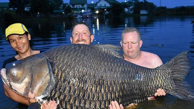 Pesca de récord: una carpa siamesa de 105 kilogramos