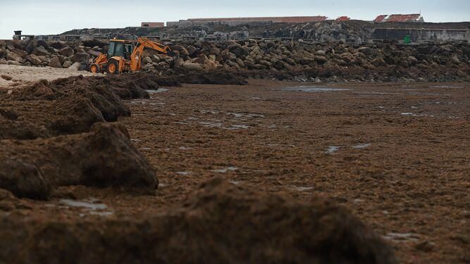 Una excavadora retira las algas acumuladas junto a la Isla de las Palomas.