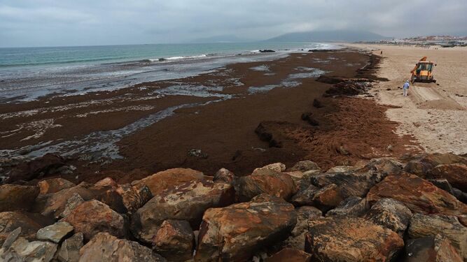 Las mejores fotos de la retirada de algas en las playas de Tarifa