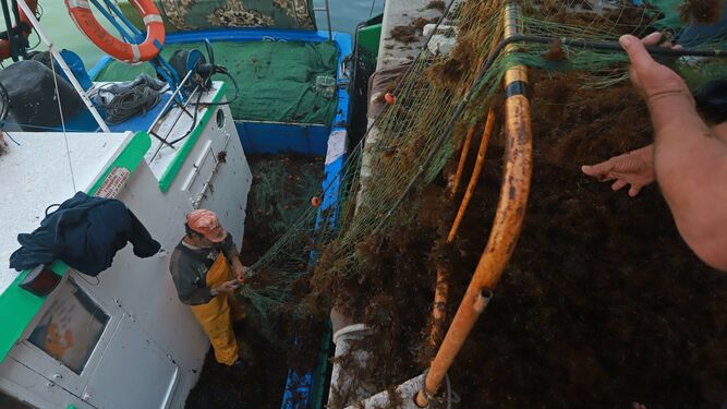 El alga invasora ahoga la pesca en Algeciras