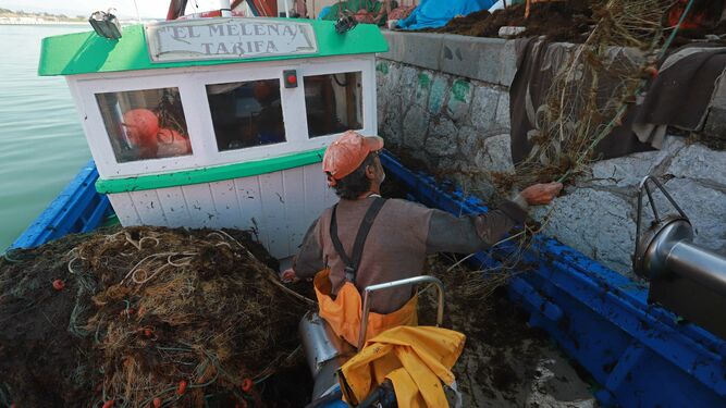 El alga invasora ahoga la pesca en Algeciras