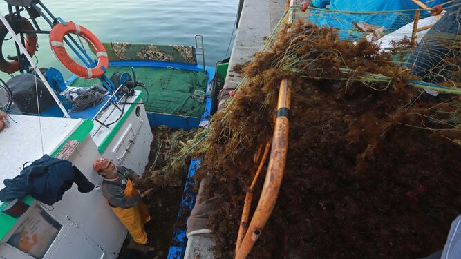 Uno de los tripulantes ayuda a izar las redes plagadas de algas.
