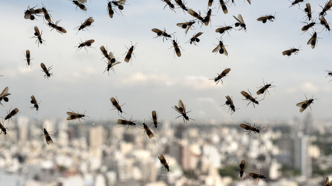 Invasión de hormigas voladoras en Inglaterra que el radar meteorológico confundió con lluvia