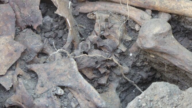 Excavaciones en la fosa com&uacute;n del cementerio antiguo de Jimena
