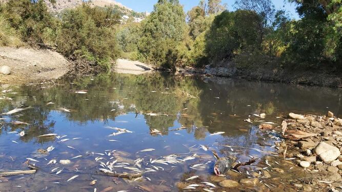 Peces muertos, en el río Hozgarganta