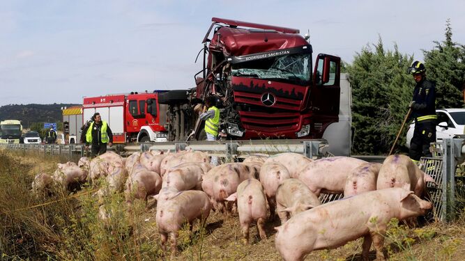 El estado del camión accidentado y los cerdos que transportaba sueltos en la cuneta