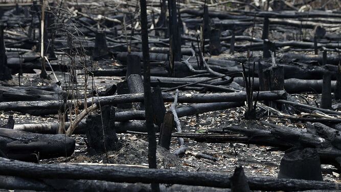Árboles quemados en la Amazonía
