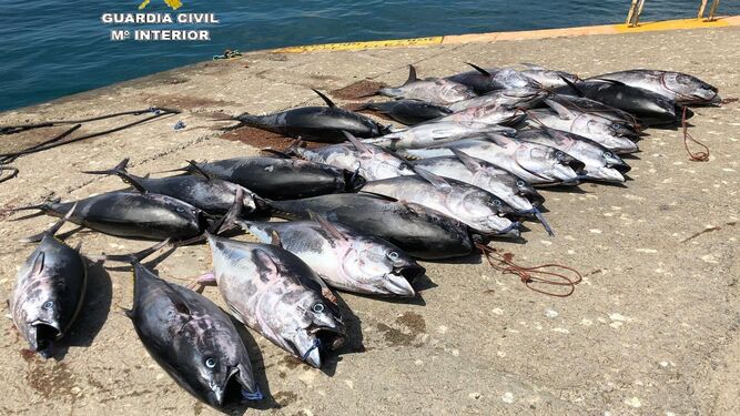 Los ejemplares de atún rojo intervenidos en Tarifa.