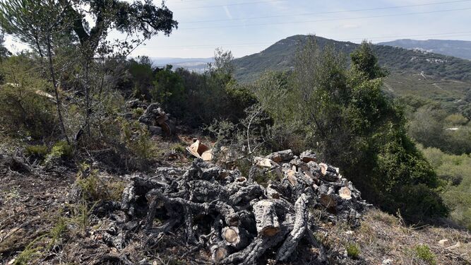 Imagen del monte de La Teja, en Los Barrios, donde el mal de la seca ha tumbado alcornoques.