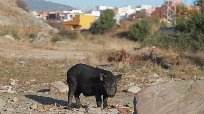 Cerdos vietnamitas en la barriada de Los Pastores