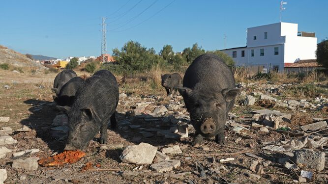 Cerdos vietnamitas en la barriada de Los Pastores