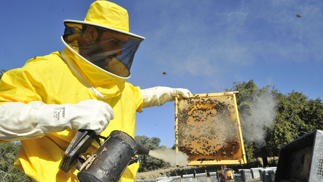 El joven apicultor de Prado del Rey, Francisco Romero, abriendo una colmena para comprobar su estado.