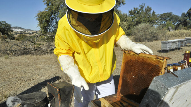 El apicultor Francis Romero faenando en una colmena