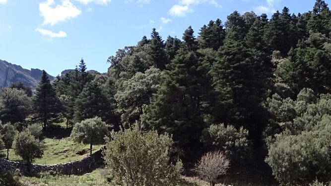 El pinsapar dentro de la Sierra del Hinojar ocupa una extensión de diecinueve hectáreas.