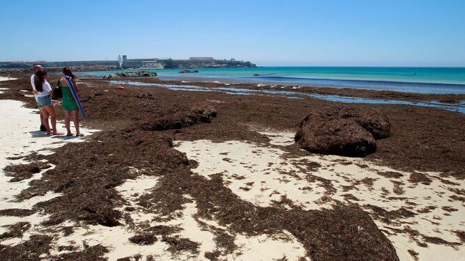 Algas invasoras acumuladas en la playa de Los Lances, en Tarifa, el pasado verano.