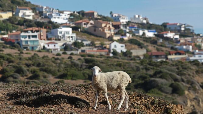 Las mejores fotos del sendero de la Colada de la Costa en Algeciras
