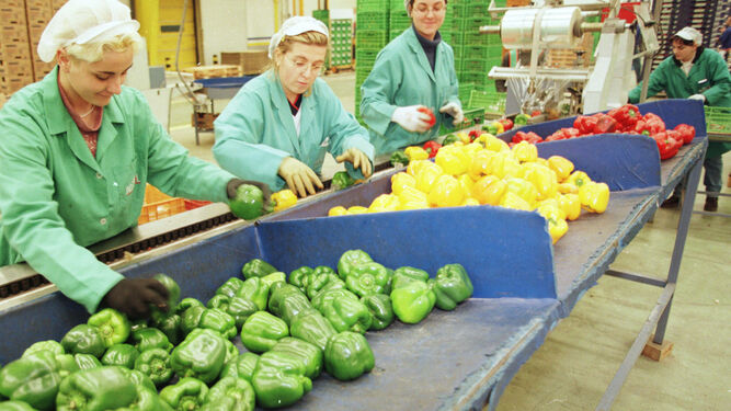 Mujeres trabajando en una empresa de frutas y hortalizas.