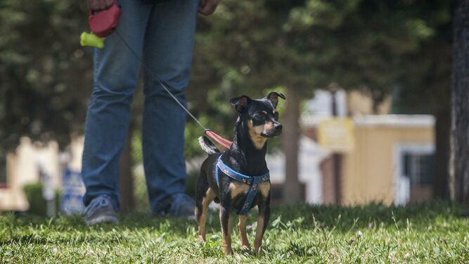 Un perro con correa pasea por un parque público.