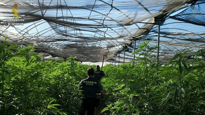 Agentes de la Guardia Civil en el interior de un invernadero de marihuana