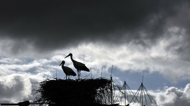 Dos cigüeñas, en un nido localizado en el término de San Roque.