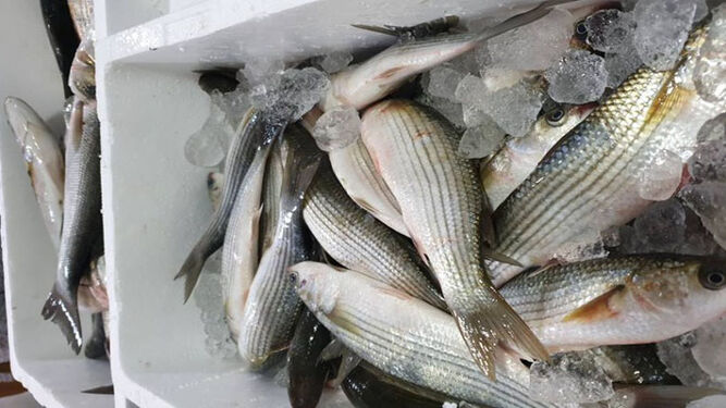 El pescado capturado en un despesque en Chiclana.