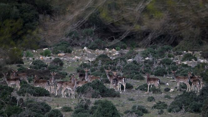 Ciervos en un paraje de La Almoraima.