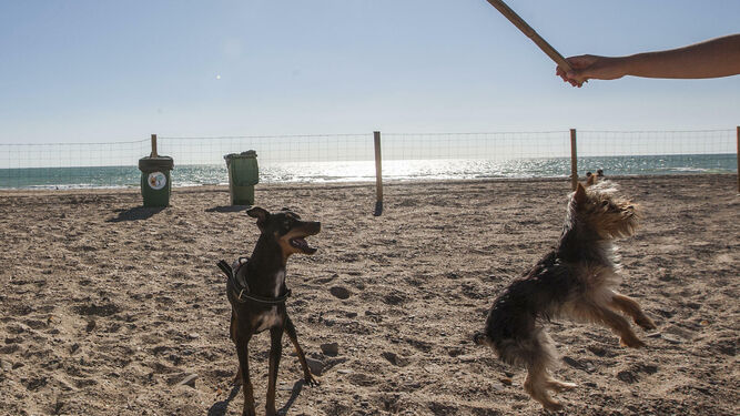 Perros jugando en la playa canina.