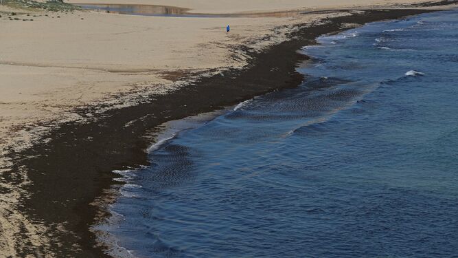 El alga invasora cubre la orilla de playa Getares
