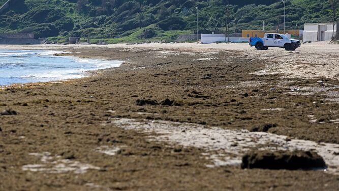 El alga invasora cubre la orilla de playa Getares