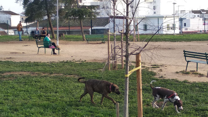 Varios perros en un parque en una imagen de archivo.