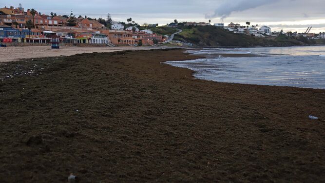 El alga invasora cubre de nuevo la playa de Getares