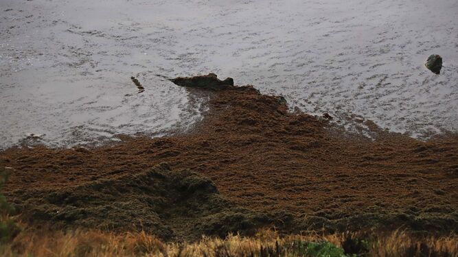 El alga invasora cubre de nuevo la playa de Getares