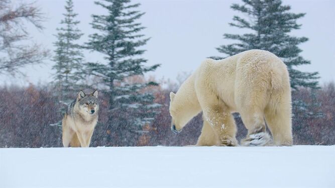 Un momento de 'The Big Freeze' con un lobo y un oso polar.