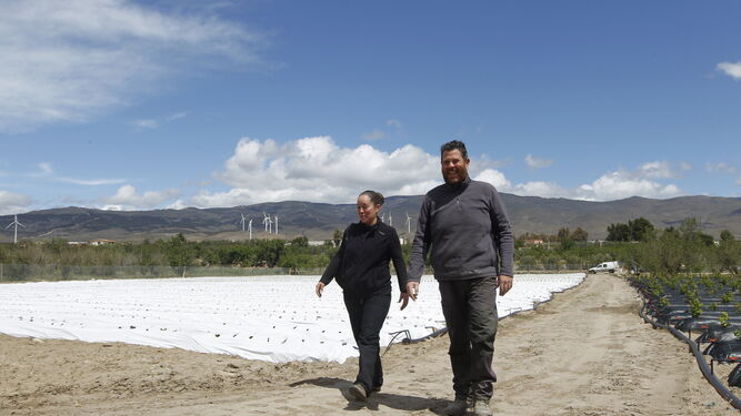 Manoli Fernández y Francisco Aguilera, en su finca de Abrucena donde tienen su novedosa plantación,