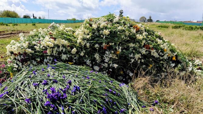 Los agricultores de Chipiona se han visto obligados a tirar toneladas de flores sin venta a causa de la crisis.