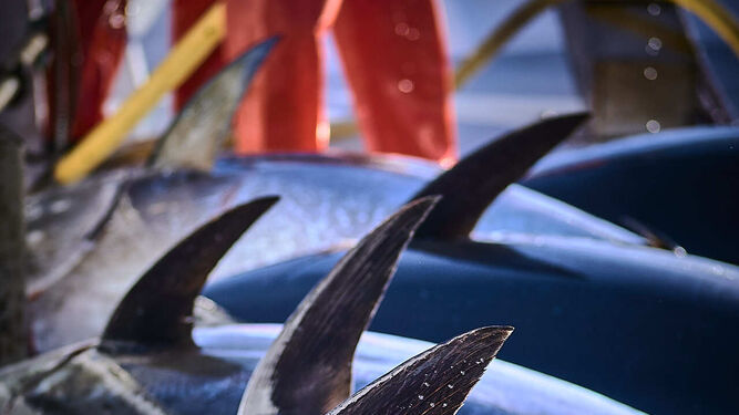 Los atunes se colocan juntos sobre cubierta, nunca unos encima de otros, para preservar la calidad.
