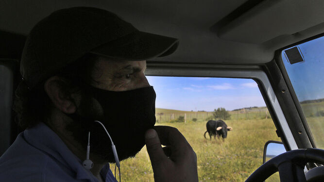 Protegido con una mascarilla, el ganadero tarifeño Javier Núñez Álvarez maneja su Land Rover en la finca La China ante la mirada atenta de 'Fullero'.